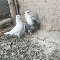 کفتر