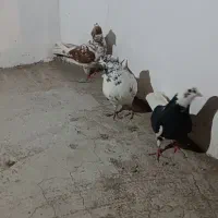 کبوتر تهرونی