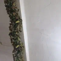 سه ریسه برگ درخت انگور با ۱۰ خوشه انگور