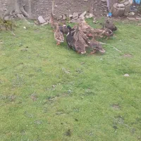 اردک نما و محلی باخروس محلی درشت