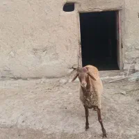 بره قوچ همو
