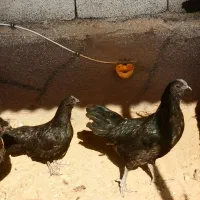 مرغ خروس ایام