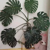 برگ انجیری مانسترا