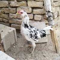 نیمچه خروس گلین