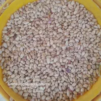 شوش روستای درچال