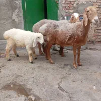 گوسفند چینی