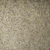 آویشن اصلی