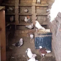 فروش ۲۰عدد کبوتر