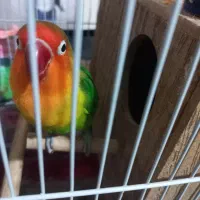 طوطی برزیلی ماده