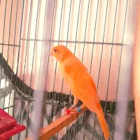 قناری‌قرمز‌‌نر