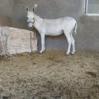 الاغ