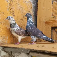 کفتر