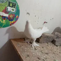 8عدد کفتر ایرانی