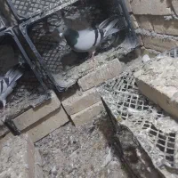 پلاکی
