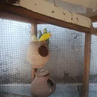 یک جفت مرغ عشق با دوتا جوجه