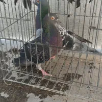 فروش کبوتر یکجا و تکی
