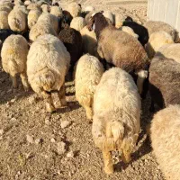 ۷۵ عدد میش داشت درجه یک.  دام زنده کشتاری داریم