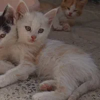 واگذاری دو عدد گربه نر همراه باکس
