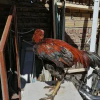 خروس لاری نژادار