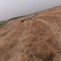 بره