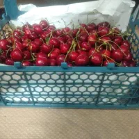 گیلاس درجه یک و خوشمزه