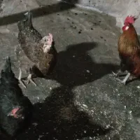 فروش مرغ و خروس