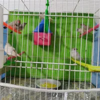 فنچ