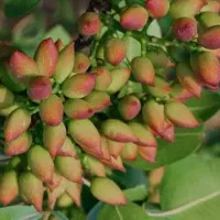کارگر برای باغ پسته