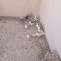 کبوتر|پرنده|اسفراین, |دیوار