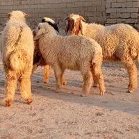 حمیدیه شماره تماس