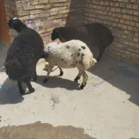 بره بره
