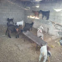 حیوان|حیوانات مزرعه|فورگ, |دیوار