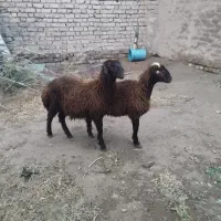 یک جفت بره نر و ماده دو قلو سرخ افشاری
