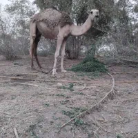 شتر نر قیمت توافقی