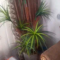 گلدان سروستان