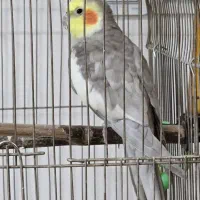 عروس هلندی نر به همراه قفس