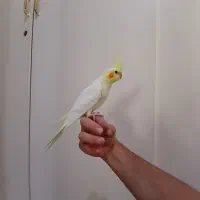 ۲تا عروس هلندی