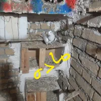 کبوتر