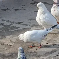 کبوتر پرشی