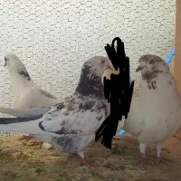 کبوتر