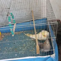 عروس هلندی
