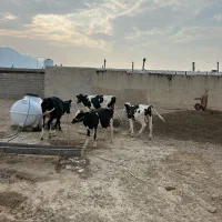 فروش دو راس گاو گوساله دار