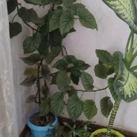 گل دیفن باخیاوگل آپارتمانی