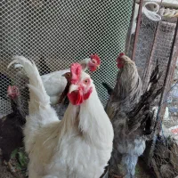 تخم مرغ نطفه دار