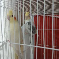 عروس هلندی