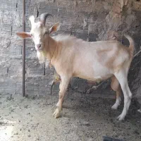 نربز سانن