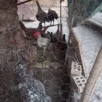 مرغ و خروس محلی