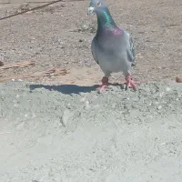 کبوتر