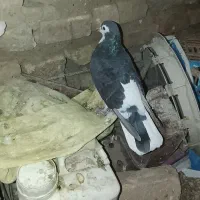 ساده سیاه