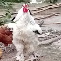 مرغ وخروس برهما وتخم مرغ